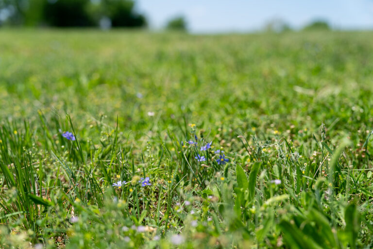 Close-up of green grass with small blue wildflowers in a field, with trees and sky blurred in the distant background.