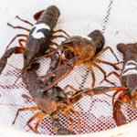 Four crayfish with white painted numbers on their backs are placed in a white mesh basket, ready for a Big Easy crawfish boil with authentic Cajun flair.